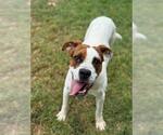 Small #1 Boxer Mix