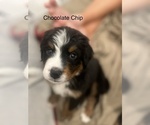 Small Photo #7 Bernese Mountain Dog Puppy For Sale in VILONIA, AR, USA