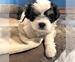 Small Photo #2 Mal-Shi Puppy For Sale in DES MOINES, WA, USA