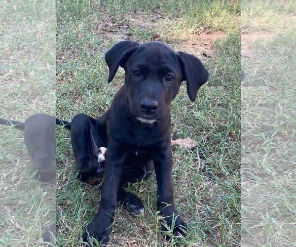 Medium Photo #1 Labrador Retriever-Unknown Mix Puppy For Sale in Alexander, AR, USA