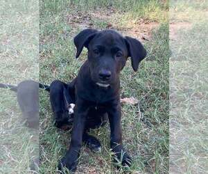 Labrador Retriever-Unknown Mix Dogs for adoption in Alexander, AR, USA