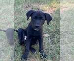 Lila - Female Labrador Retriever-Unknown Mix Dog for Adoption - Small photo