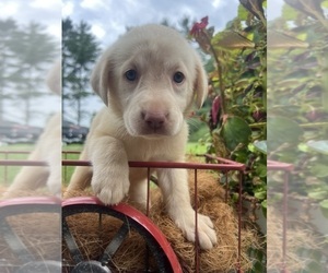 Labrador Retriever Puppy for sale in NEOLA, WV, USA