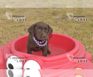 Labrador Retriever Puppy for sale in SANGER, TX, USA