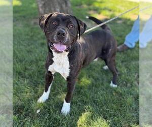 Mutt Dogs for adoption in Modesto, CA, USA