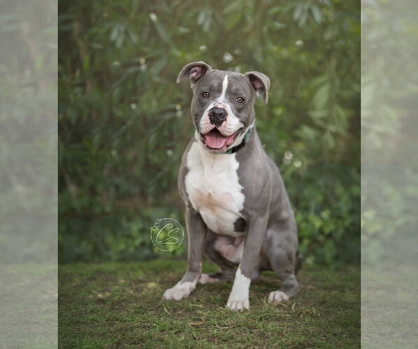 Medium Photo #4 American Pit Bull Terrier-Unknown Mix Puppy For Sale in Marina Del Rey, CA, USA
