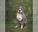 Small #3 American Pit Bull Terrier Mix