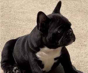 French Bulldog Puppy for sale in PASCO, WA, USA