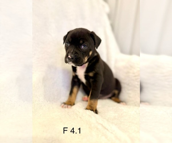 Medium Photo #3 Mutt Puppy For Sale in Royal Palm Beach, FL, USA