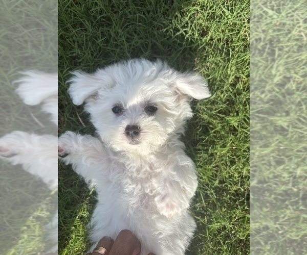 Medium Photo #3 Bichon Frise Puppy For Sale in PELZER, SC, USA