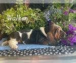 Small #2 Basset Hound