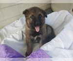 Small Photo #8 German Shepherd Dog Puppy For Sale in SHELTON, WA, USA