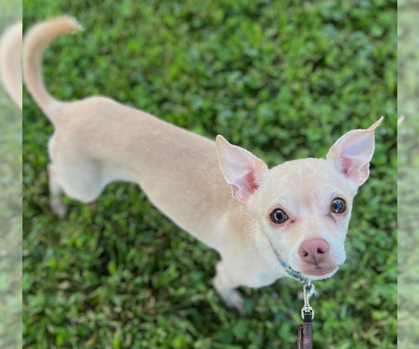 Medium Photo #5 Chihuahua-Unknown Mix Puppy For Sale in Cranston, RI, USA