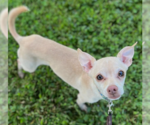 Small #4 Chihuahua Mix