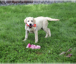 Small #2 Labrador Retriever