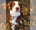Small #4 Australian Shepherd Mix