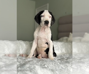 Great Dane Puppy for sale in HIGHLAND BCH, MD, USA
