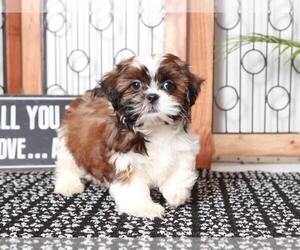 Shih Tzu Puppy for sale in NAPLES, FL, USA