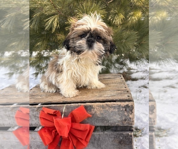 Medium Photo #3 Shih Tzu Puppy For Sale in MIDDLEBURY, IN, USA