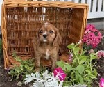 Small #2 Cavalier King Charles Spaniel
