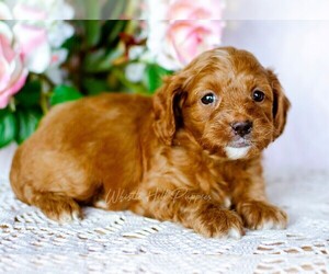 Cavapoo Puppy for sale in DENVER, PA, USA
