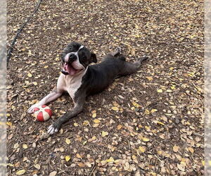 THOR - Male Mutt Dog for Adoption - Photo #2