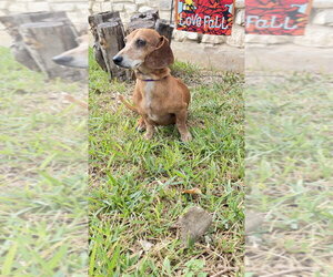 Max D - Male Dachshund Dog for Adoption - Photo #3