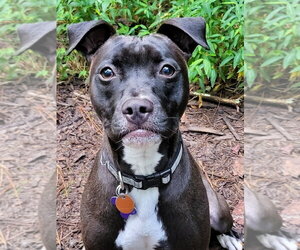 Dolly - Female American Staffordshire Terrier-Unknown Mix Dog for Adoption - Photo #10