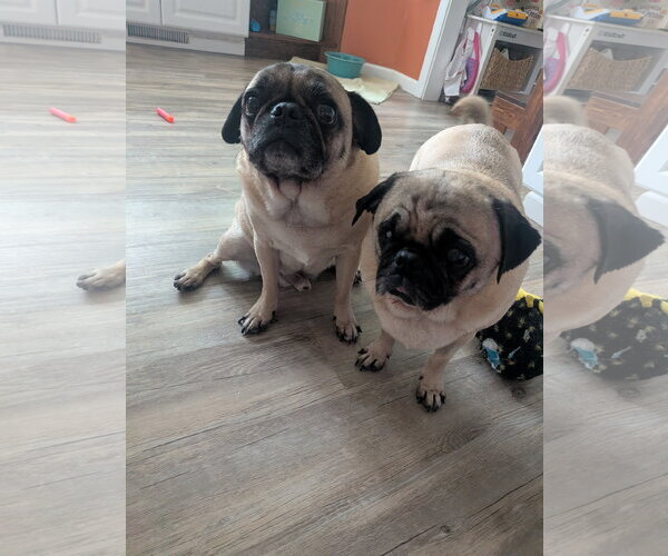 Medium Photo #7 Pug Puppy For Sale in Indianapolis, IN, USA