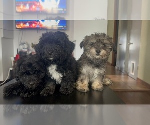 Poodle (Standard)-Yorkshire Terrier Mix Puppy for sale in CHICAGO, IL, USA