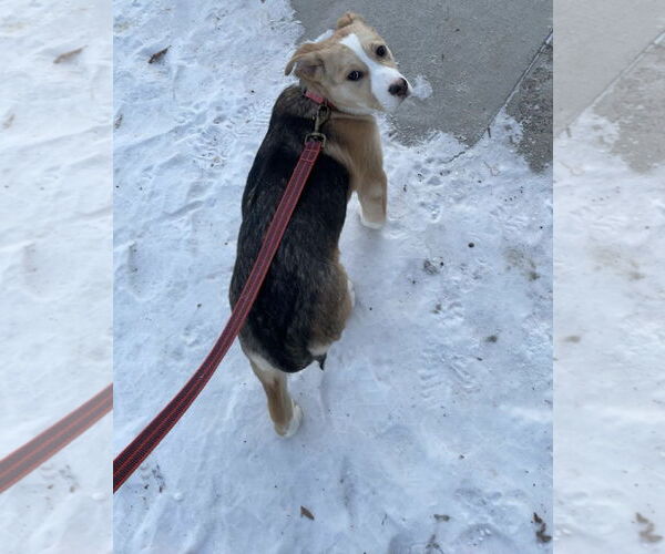 Medium Photo #2 Shepradors Puppy For Sale in Princeton, MN, USA