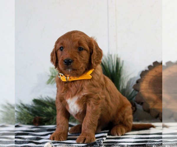 Medium Photo #2 Goldendoodle Puppy For Sale in LITITZ, PA, USA
