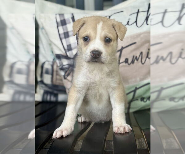 Medium Photo #10 Lab-Pointer Puppy For Sale in Brewster, NY, USA