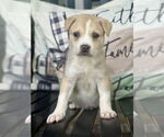 Small #9 Lab-Pointer