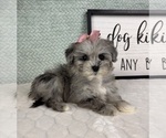 Small #5 Maltipoo (Toy)
