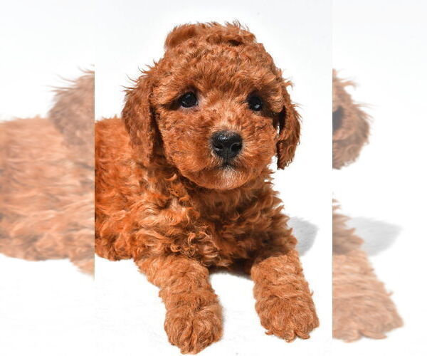 Medium Photo #22 Goldendoodle mix (+ Poodle Miniature) Puppy For Sale in DURHAM, CT, USA
