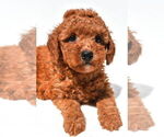 Small #21 Goldendoodle mix (+ Poodle Miniature)