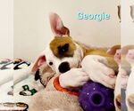 Small #1 American Pit Bull Terrier Mix