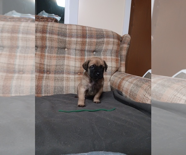Medium Photo #7 Mastiff Puppy For Sale in NEW CASTLE, PA, USA