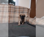 Small #6 Mastiff