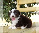 Small #1 Aussie-Poo