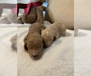 Poodle (Standard) Puppy for sale in SPRING, TX, USA