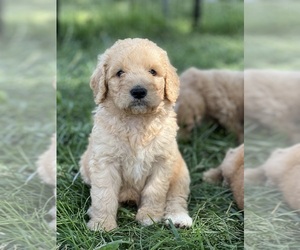 Goldendoodle Puppy for sale in MARYVILLE, MO, USA
