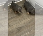 Small Photo #7 American Bully Puppy For Sale in ANDERSON, IN, USA