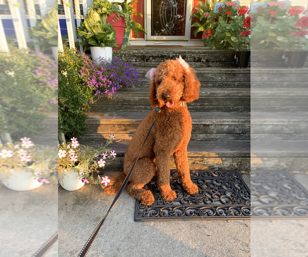 Medium Photo #1 Poodle (Standard) Puppy For Sale in HARTSVILLE, SC, USA