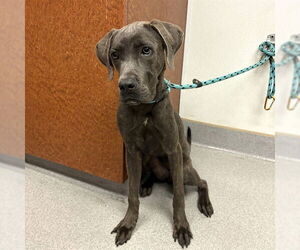 Unknown-Weimaraner Mix Dogs for adoption in Rancho Cucamonga, CA, USA