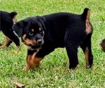 Small Photo #15 Rottweiler Puppy For Sale in PELHAM, GA, USA