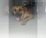 Small German Shepherd Dog Mix
