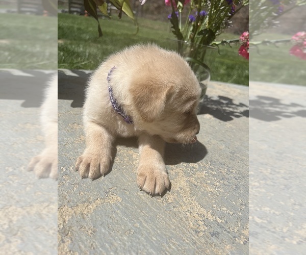 Medium Photo #3 Labrador Retriever Puppy For Sale in NEOLA, WV, USA
