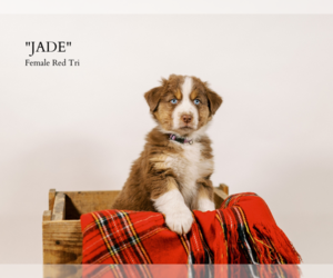 Australian Shepherd Puppy for sale in LA RUE, OH, USA